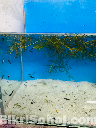 Moli and Gappi Baby Fish Sale